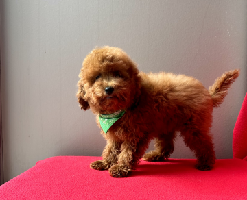 Toy Poodle Safkan Red Brown Yavrularımız